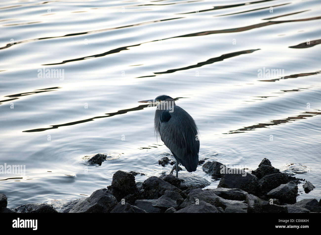 Gray Heron standing and fishing by the sea Stock Photo