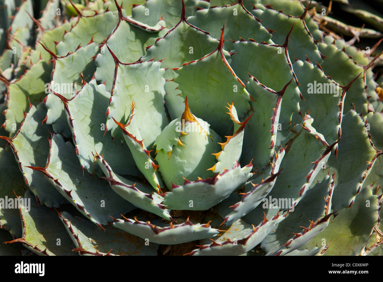 Rose Cactus High Resolution Stock Photography and Images Alamy