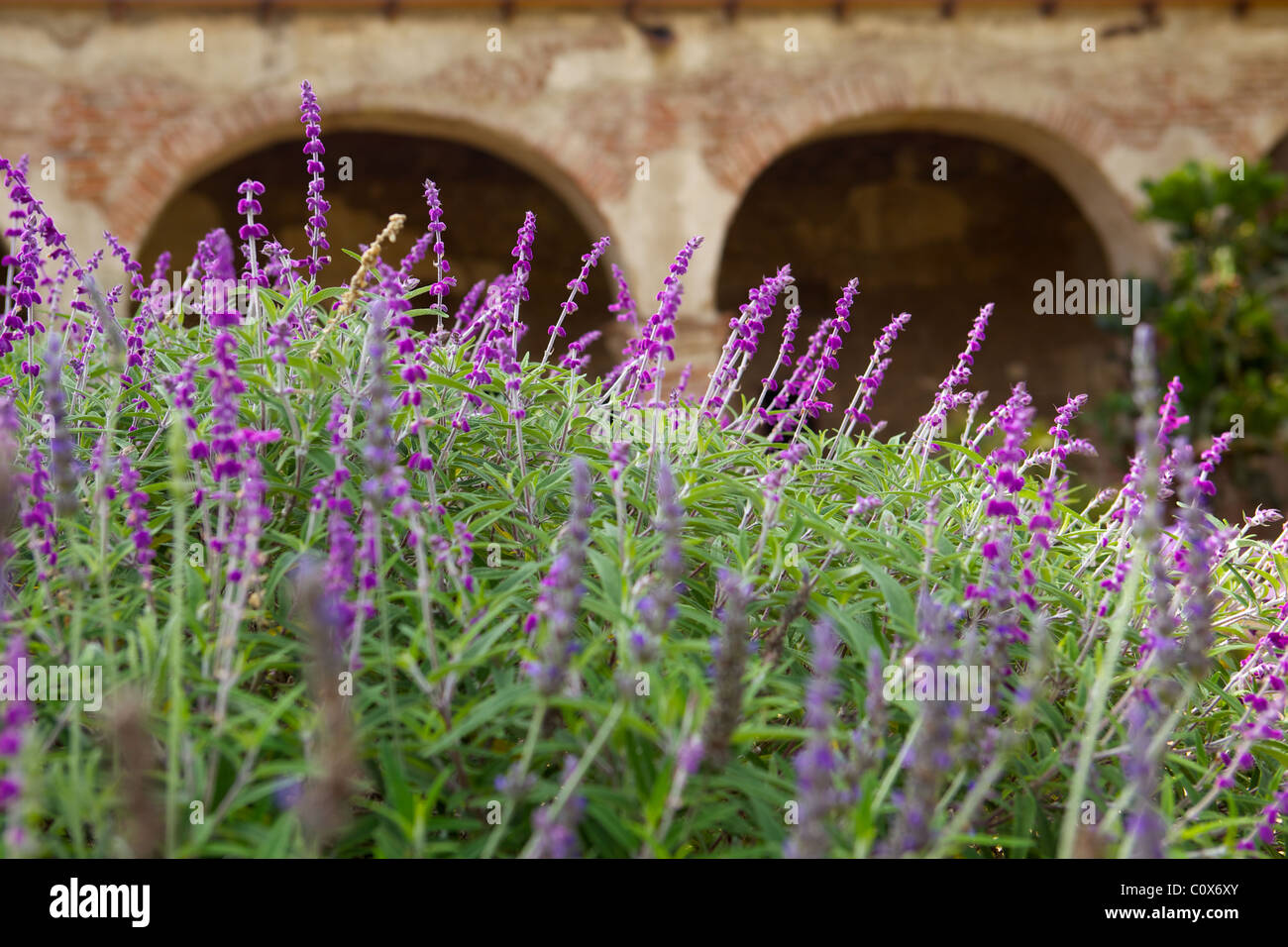 Mission Basilica garden San Juan Capistrano Stock Photo Alamy