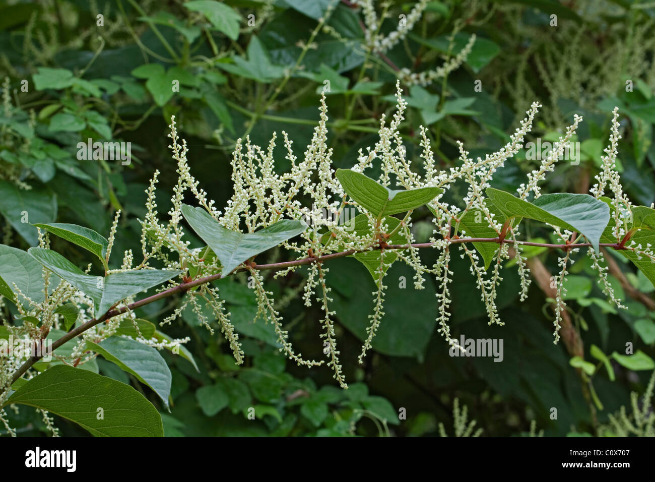 Giant Knotweed (Reynoutria sachalinensis). Stock Photo