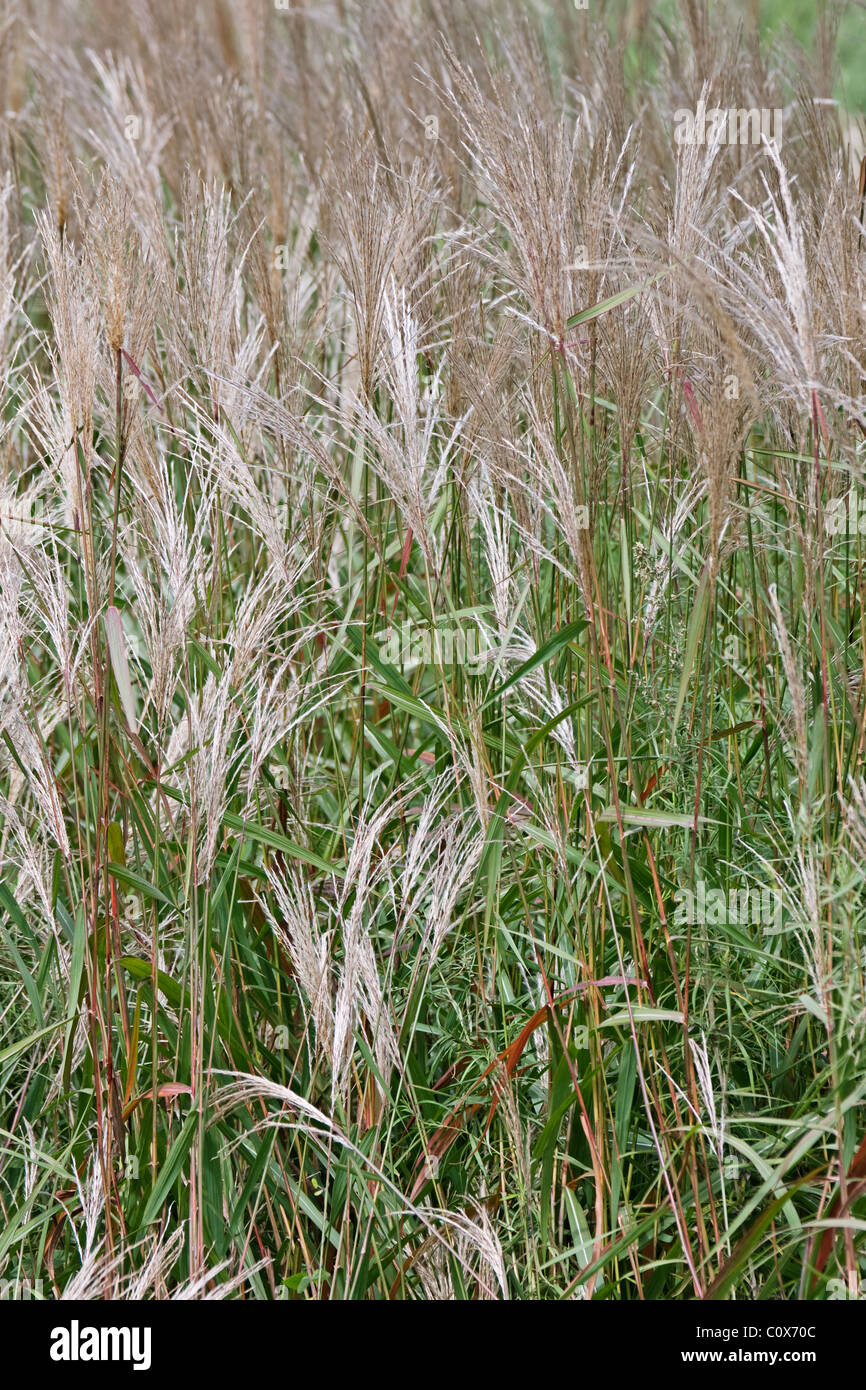 Amur silvergrass (Miscanthus sacchariflorus). Stock Photo