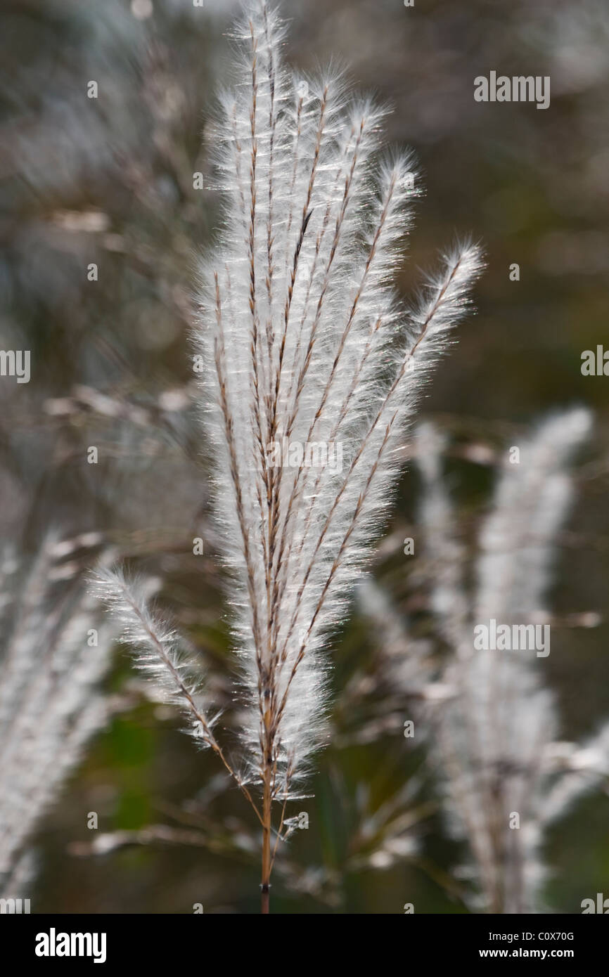 Amur silvergrass (Miscanthus sacchariflorus). Stock Photo