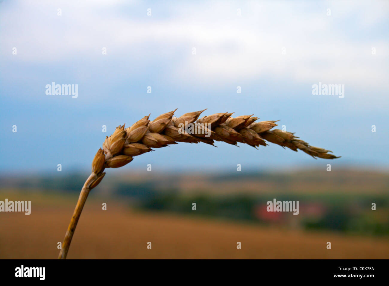 Close-up of wheat crop. Early Autumn. Stock Photo