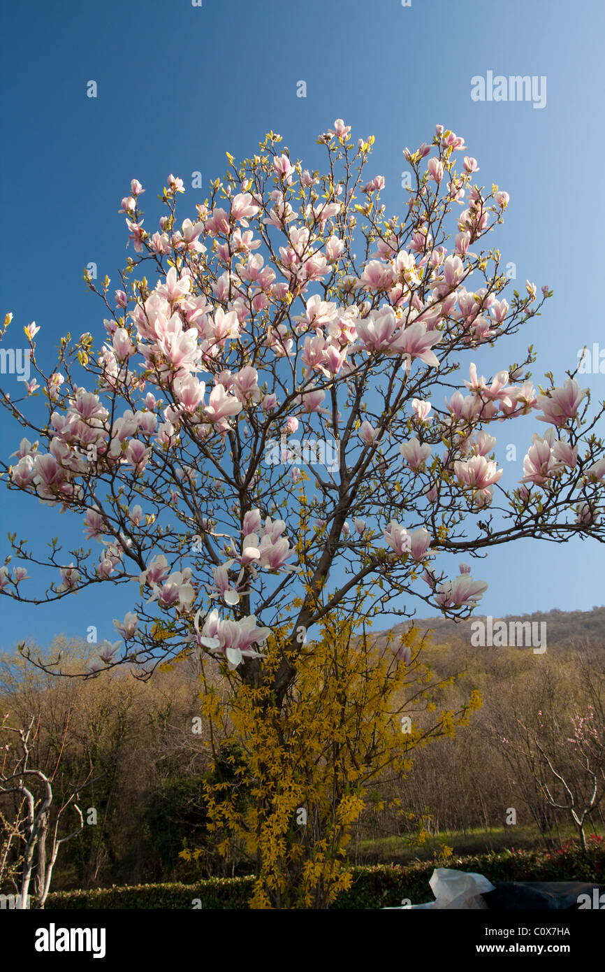 Pink magnolia flower on tree in nature Stock Photo - Alamy