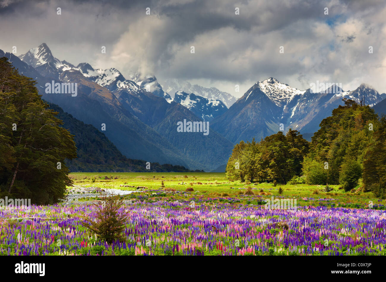 Mountain landscape with blossoming field, New Zealand Stock Photo