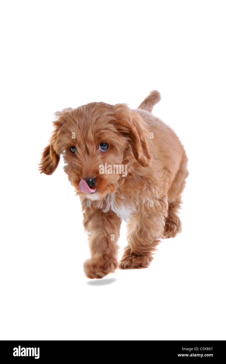 Photo of an 11 week old male red and white Cockapoo puppy Stock Photo