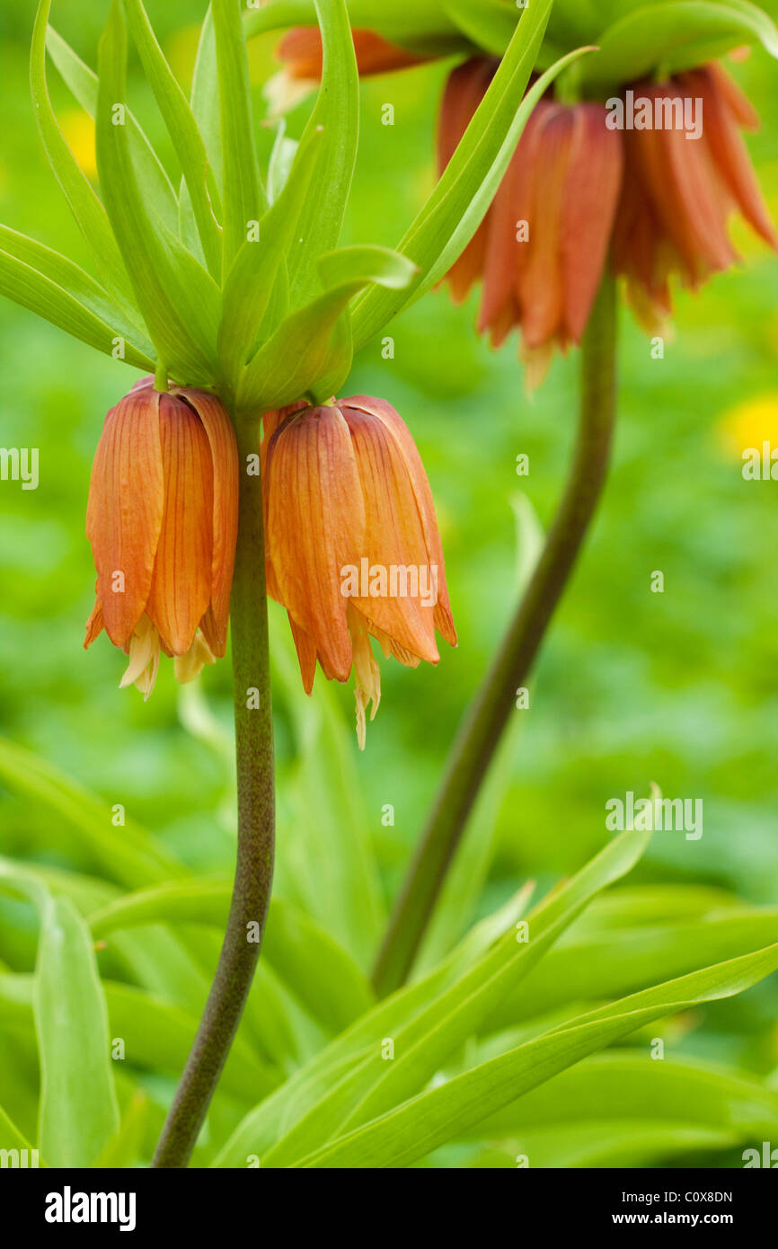 Crown flower hi-res stock photography and images - Alamy