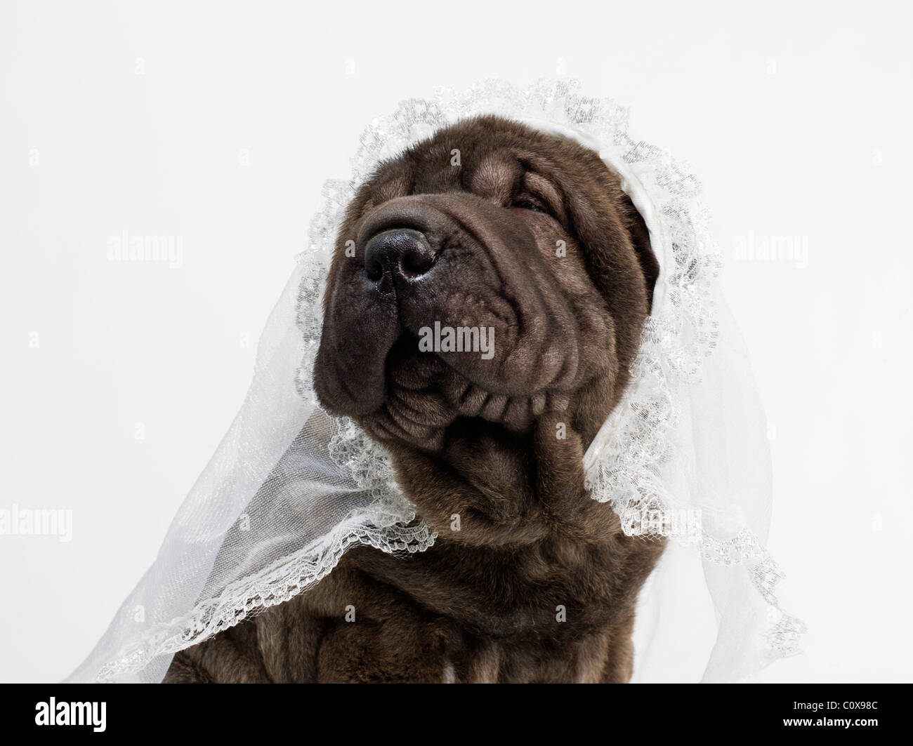 wrinkly shar pei dog puppy in bride wedding veil Stock Photo