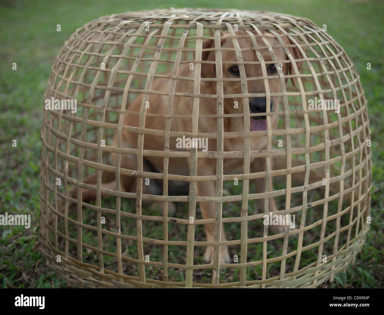 A naughty Golden Retriever Dog in bamboo cage for stop him run around too much. Stock Photo