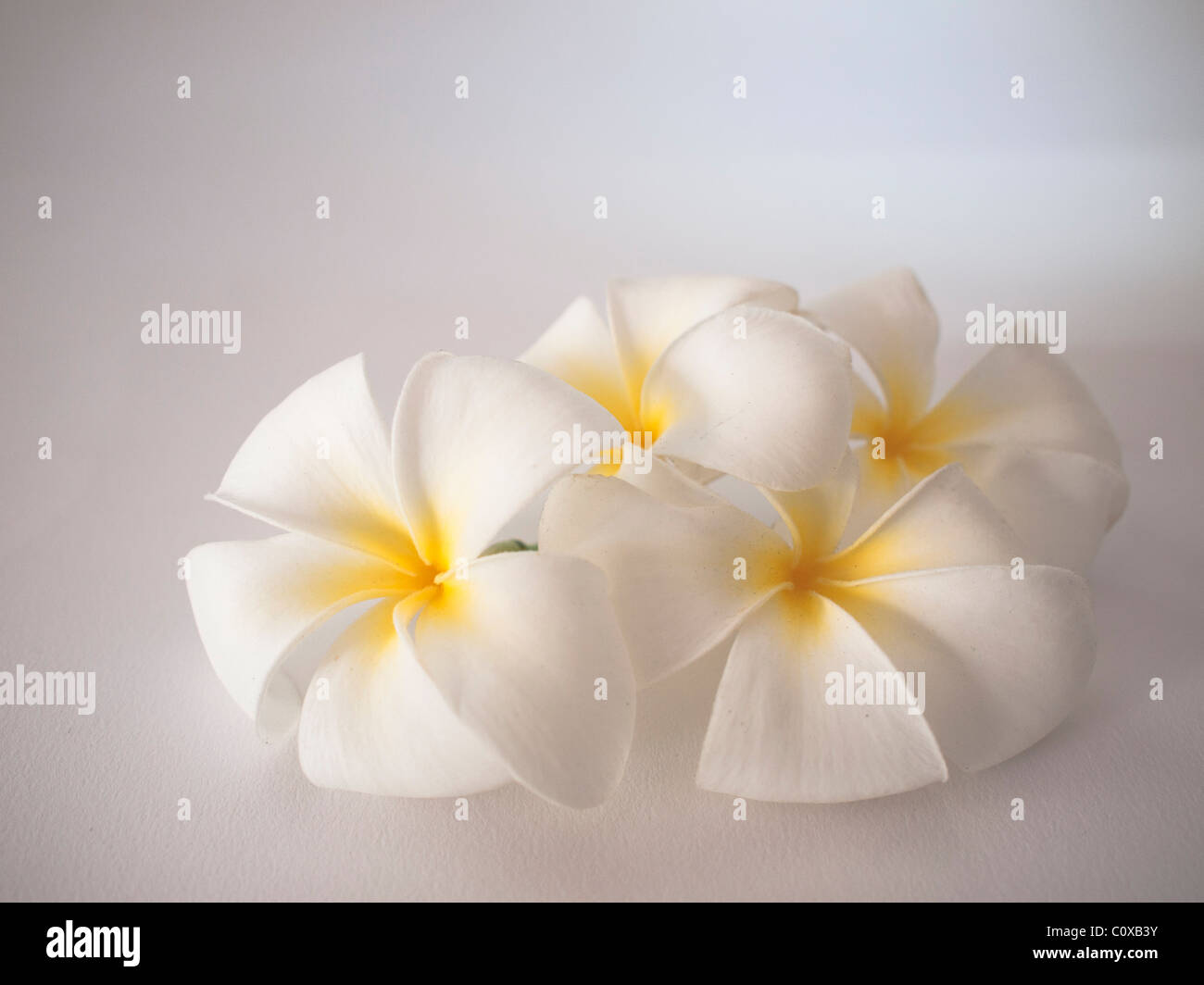 A white Plumeria Flowers close up white background Stock Photo Alamy