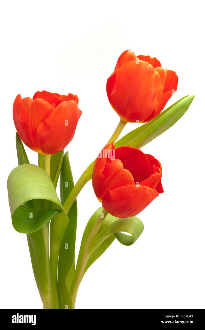 bunch bouquet of tulip flowers Stock Photo - Alamy