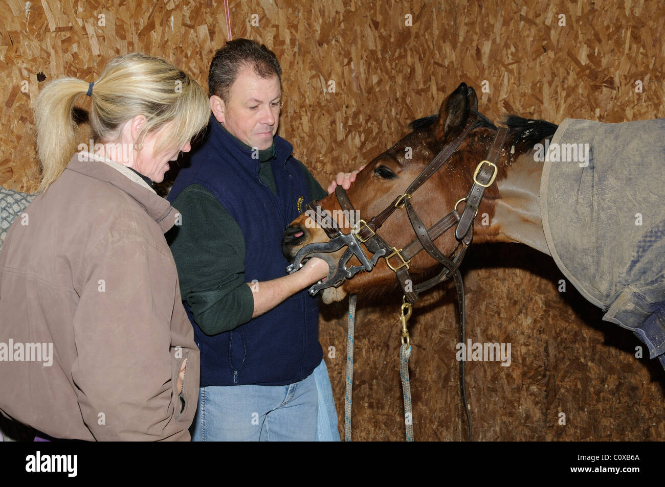Horse dentist inserts his hand through a stainless steel mouth speculum into the horse's mouth ready to file teeth. The mouth is Stock Photo