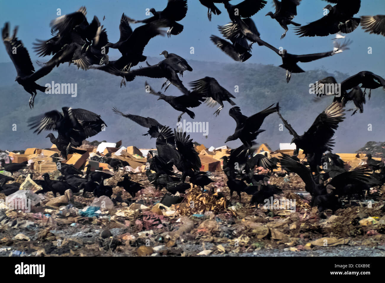 A flock of vultures flies over the garbage dump La Chureca, Managua, Nicaragua. Stock Photo