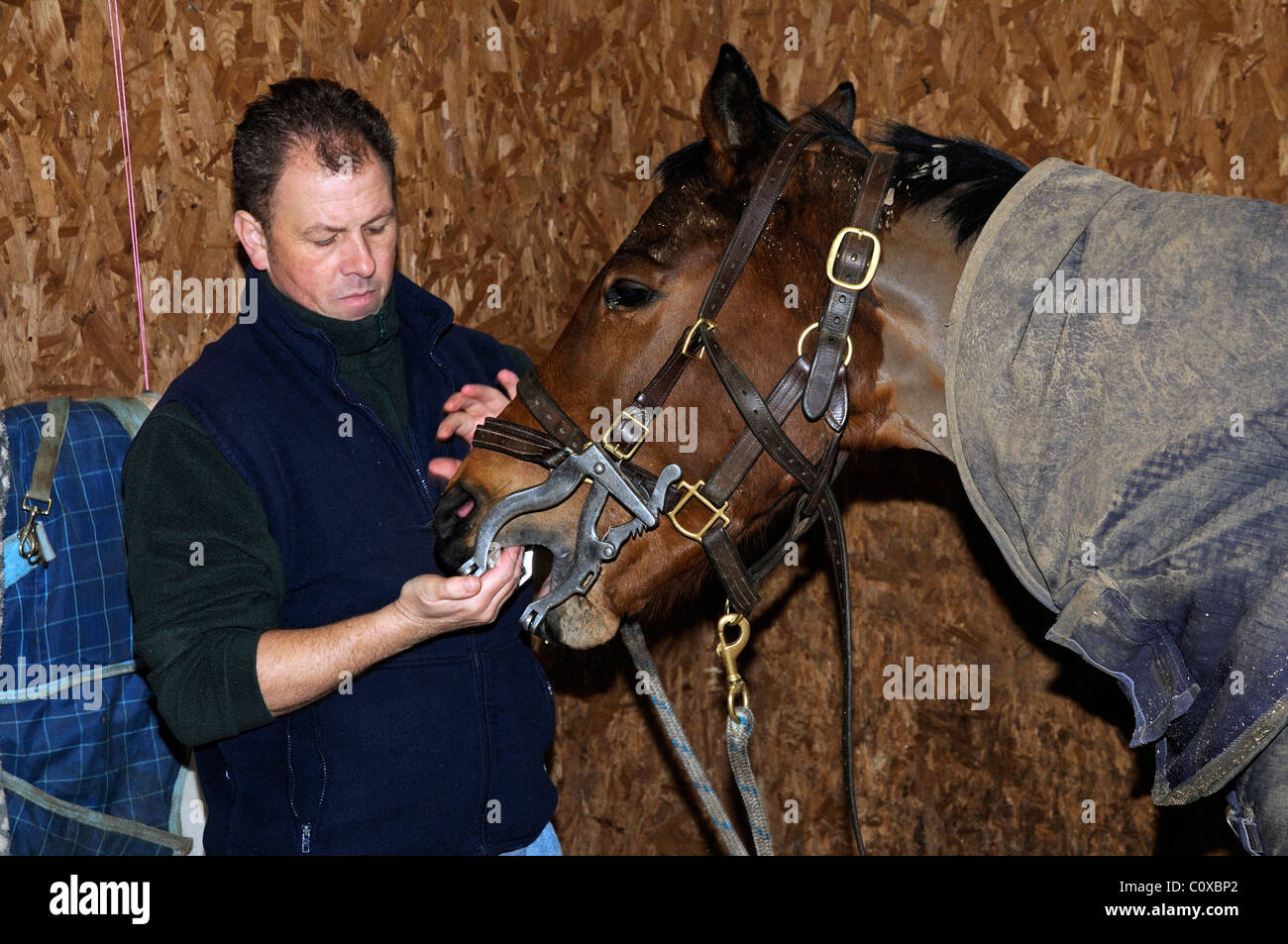 Horse dentist adjusting a stainless steel mouth speculum into the horse's mouth ready to file