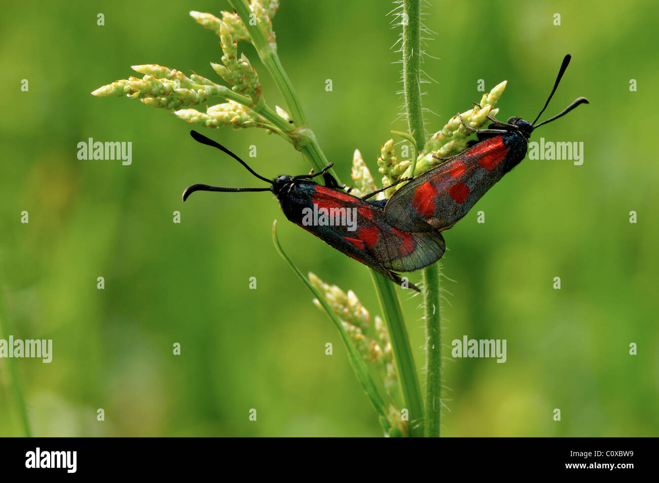 Insects feeding on flowers during summertime Stock Photo