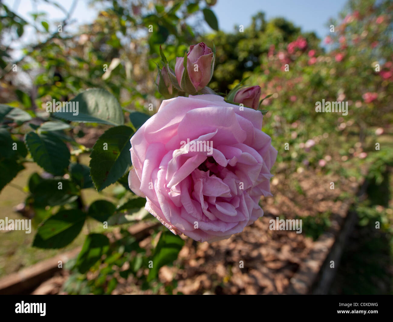 A rose garden Stock Photo - Alamy