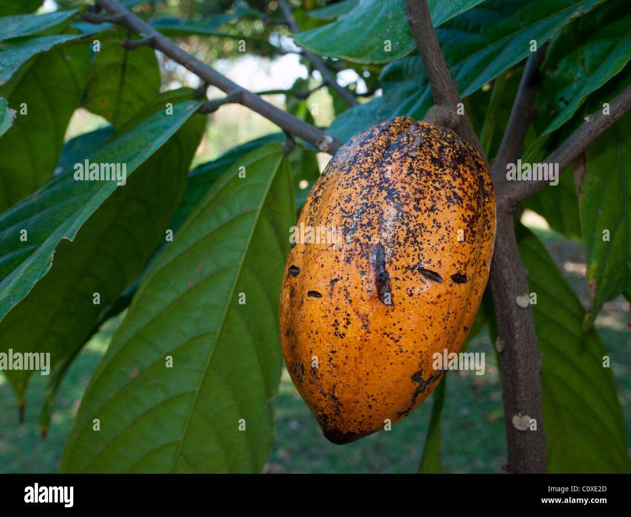 A COCOA or CHOCOLATE TREE (Theobroma cacao) Stock Photo