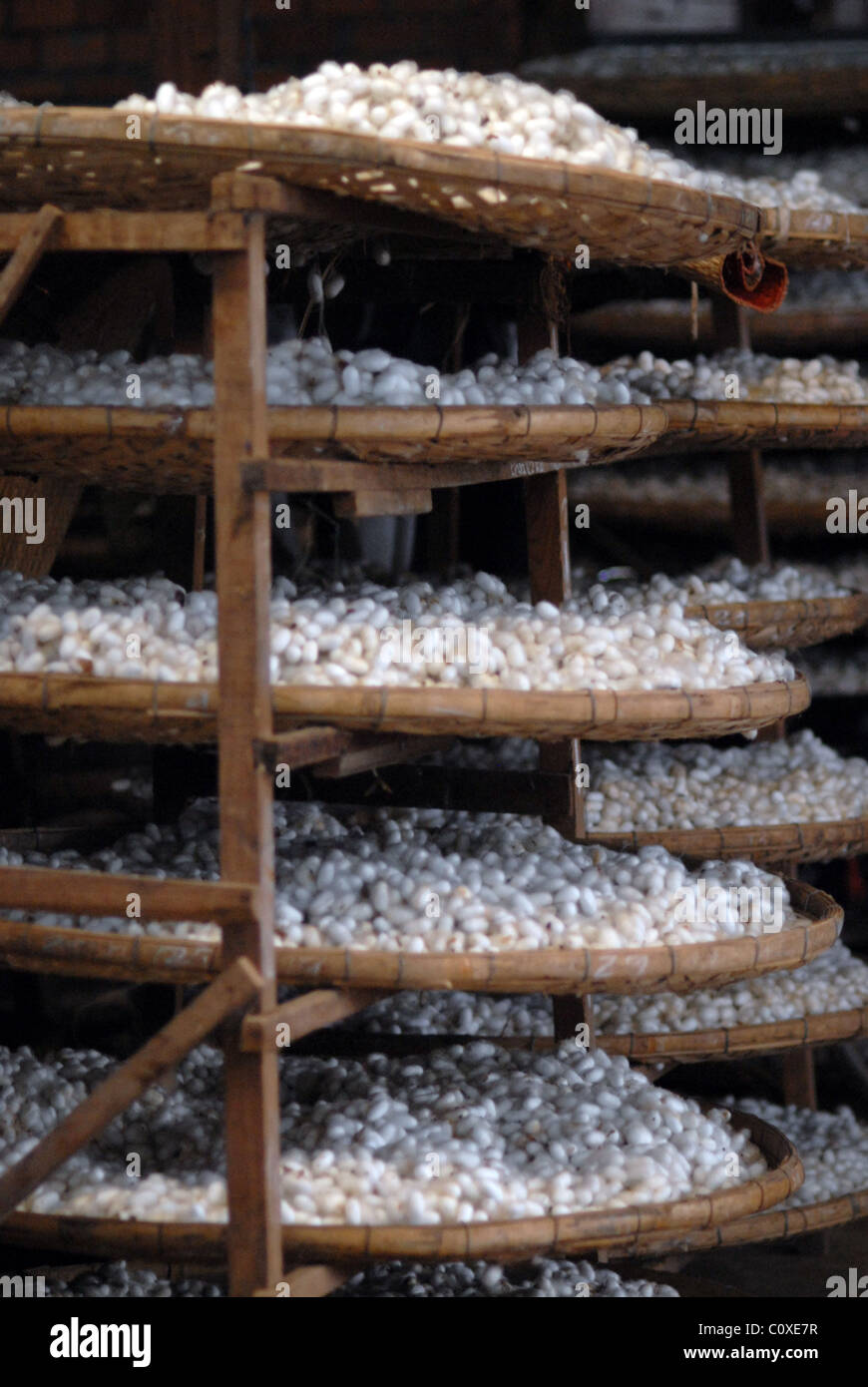 Many white silkworm cocoons, silk farming, Dalat capital, Central Highlands, Vietnam, Asia Stock Photo