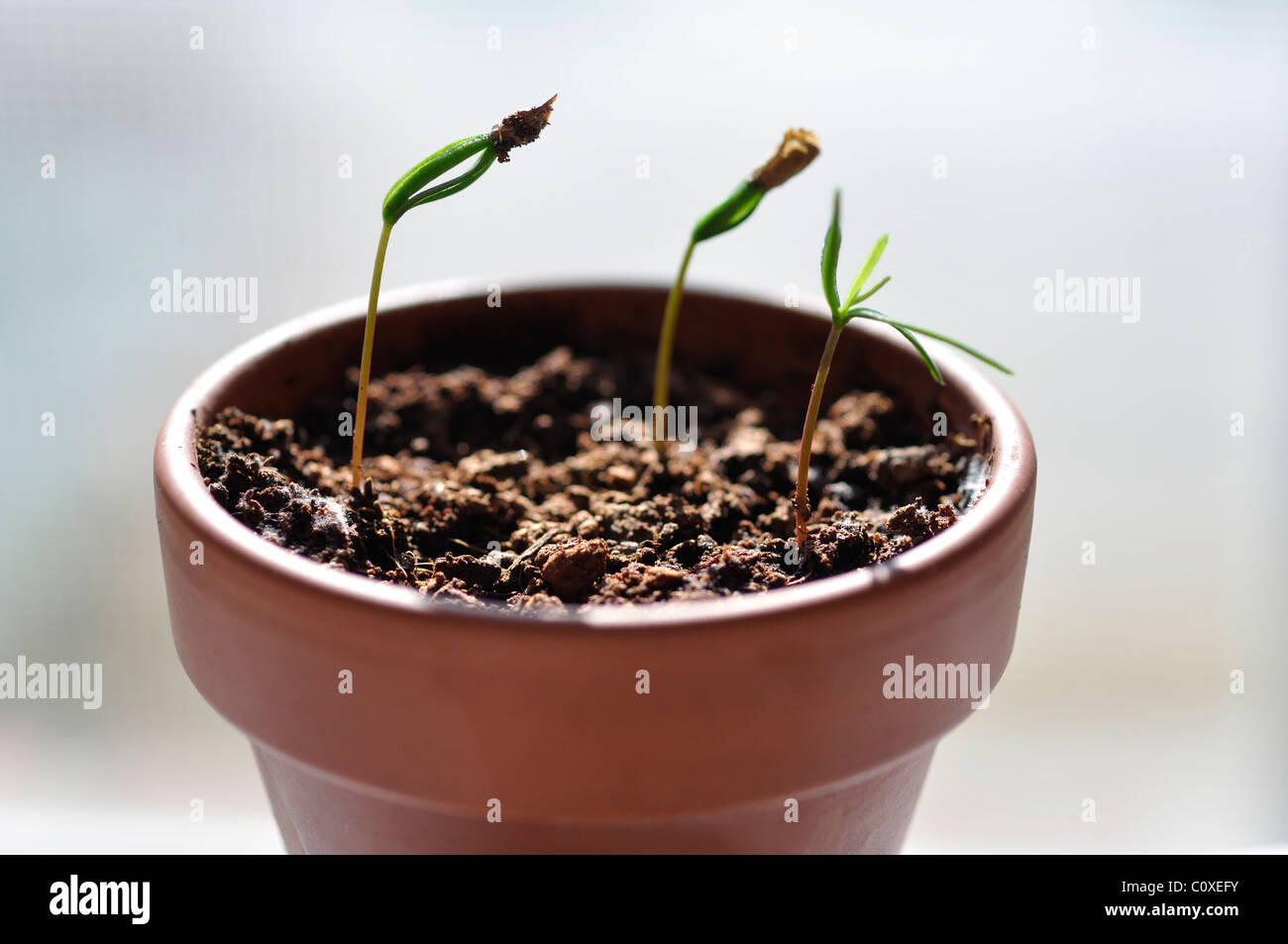 Balsam fir sprout Stock Photo
