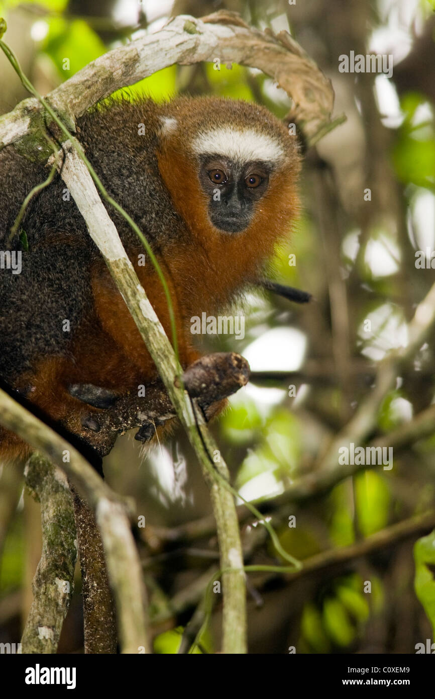 Dusky Titi Monkey - La Selva Jungle Lodge, Amazon Region, Ecuador Stock Photo