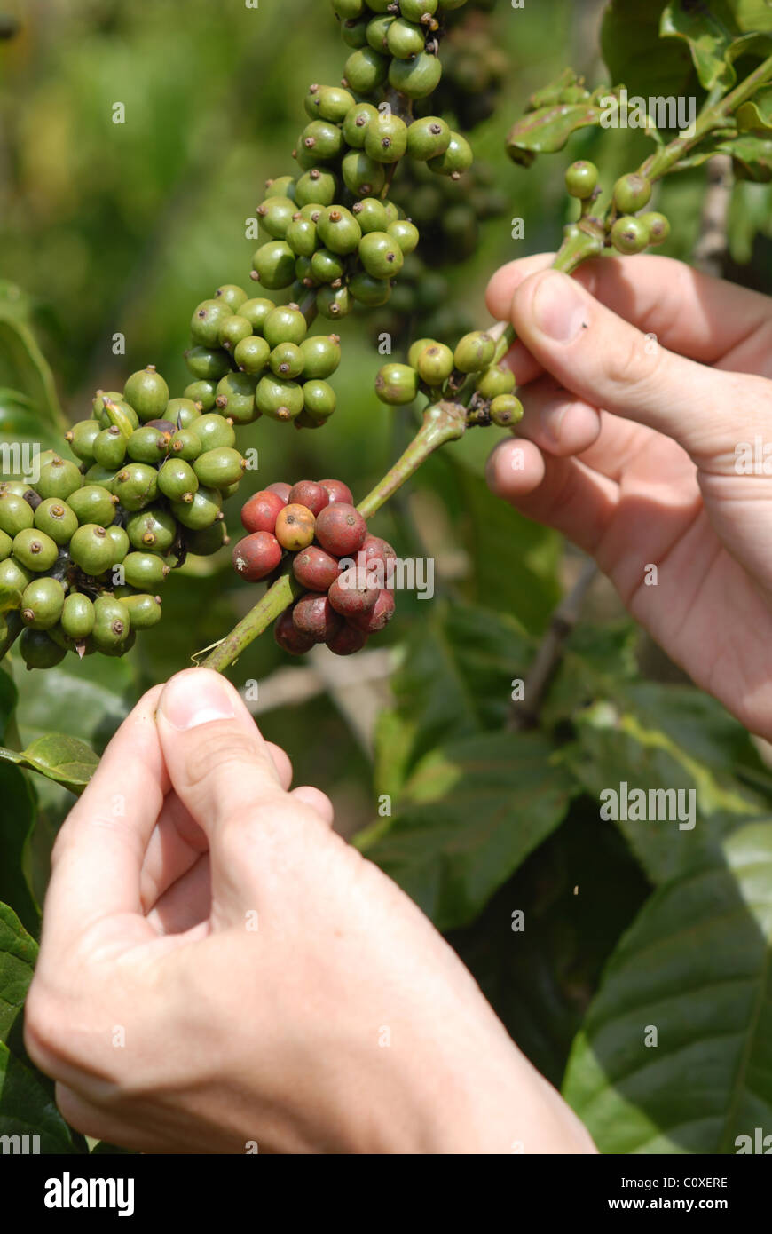 Hands showing coffee plant and beans growing  in Central Highlands Lam Dong Province Vietnam Stock Photo