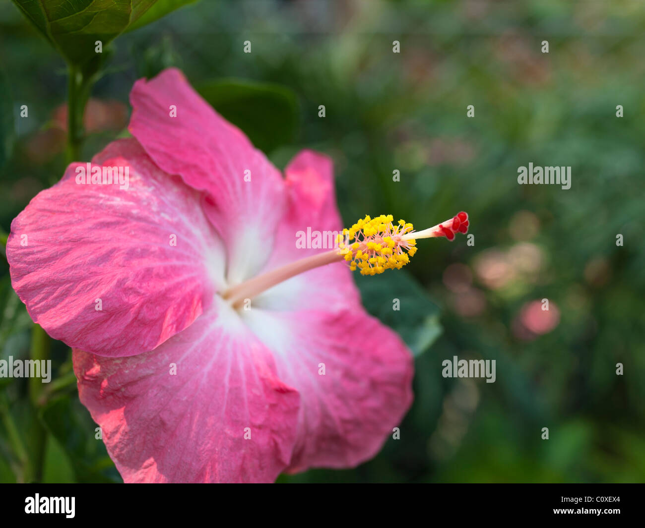 Pink Hibiscus Flower Stock Photo