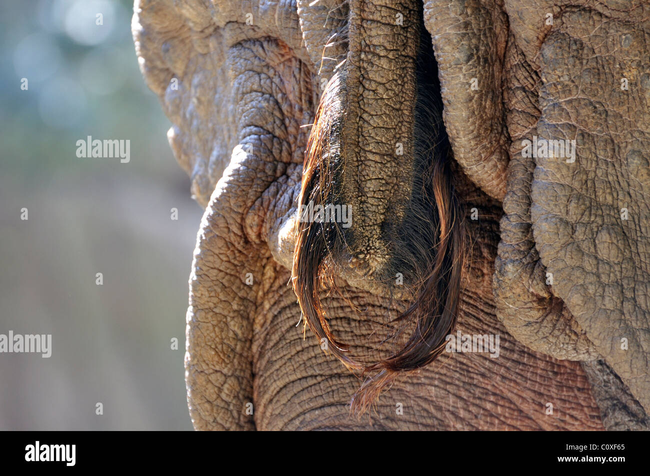 Rhino tail hi-res stock photography and images - Alamy
