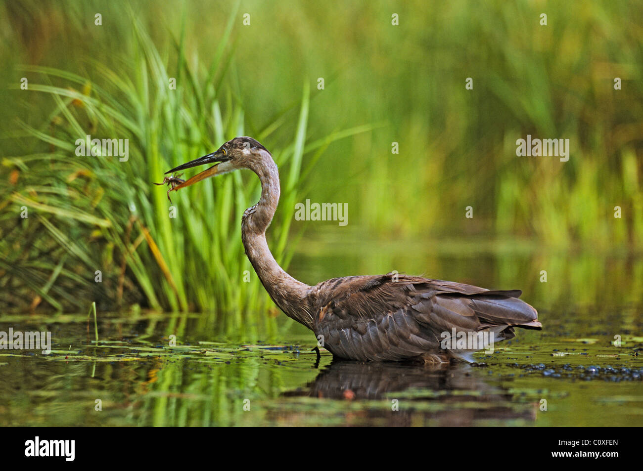 Great Blue Heron Flips a Frog Stock Photo
