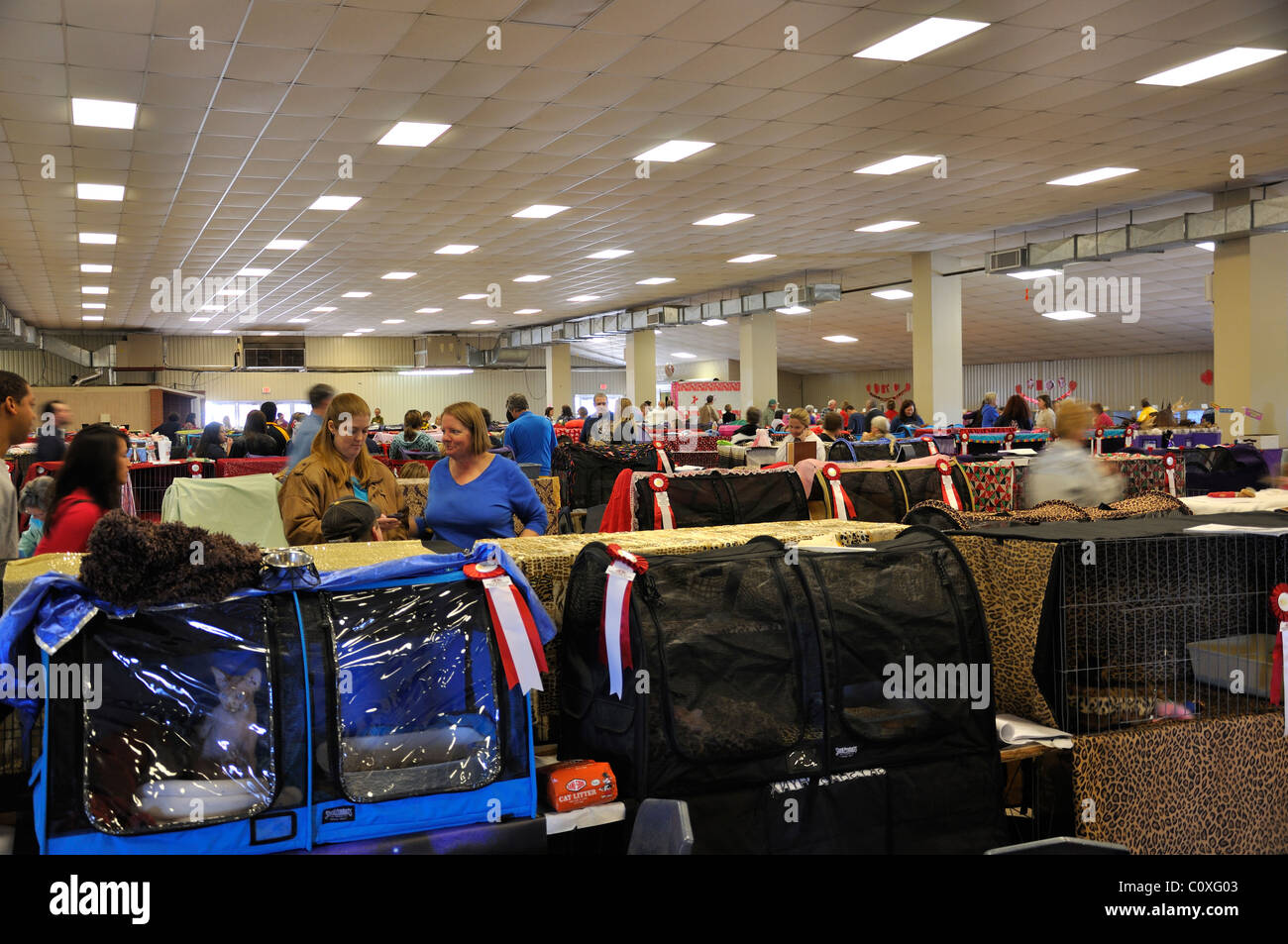 Cat show, Waco, Texas, USA Stock Photo