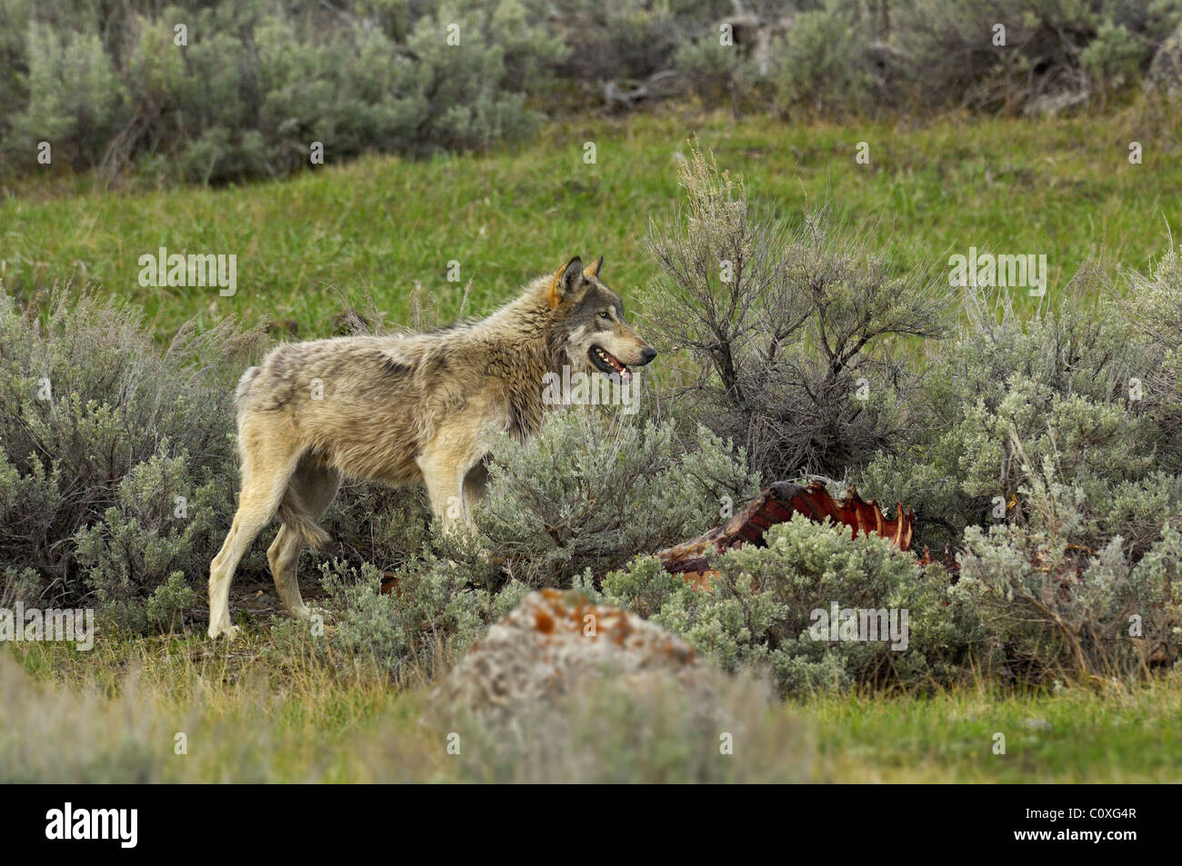 Powerful wolf with dead elk Stock Photo