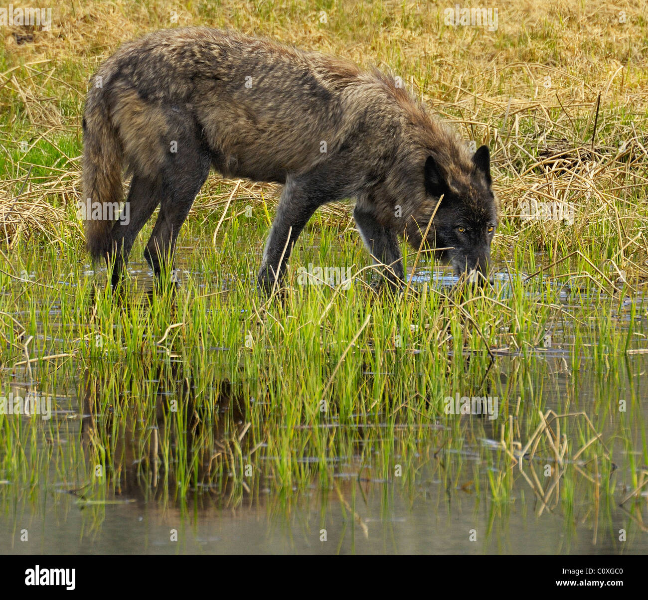 Black wolf drinking Stock Photo Alamy