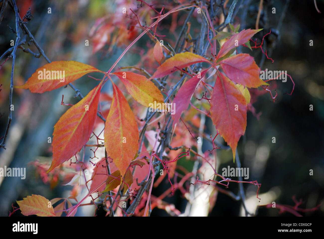Japanese maple autumn fire hi-res stock photography and images - Alamy