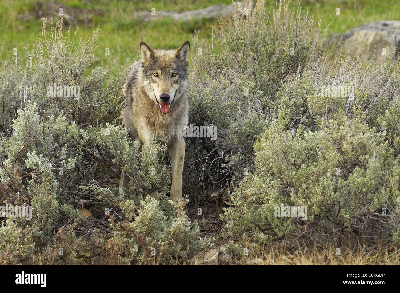 Here Comes a Wolf Stock Photo