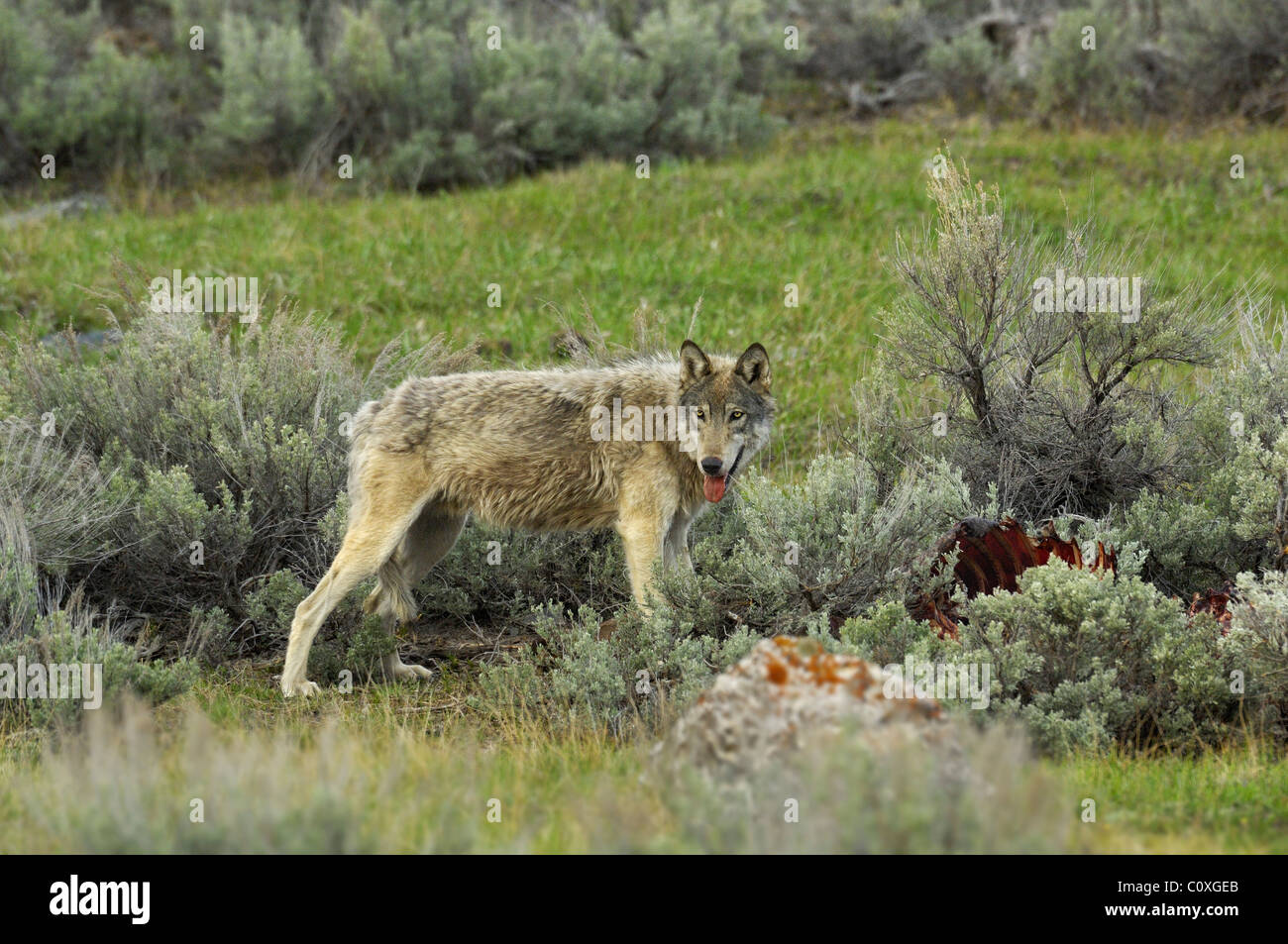 Yellowstone wolf elk hires stock photography and images Alamy