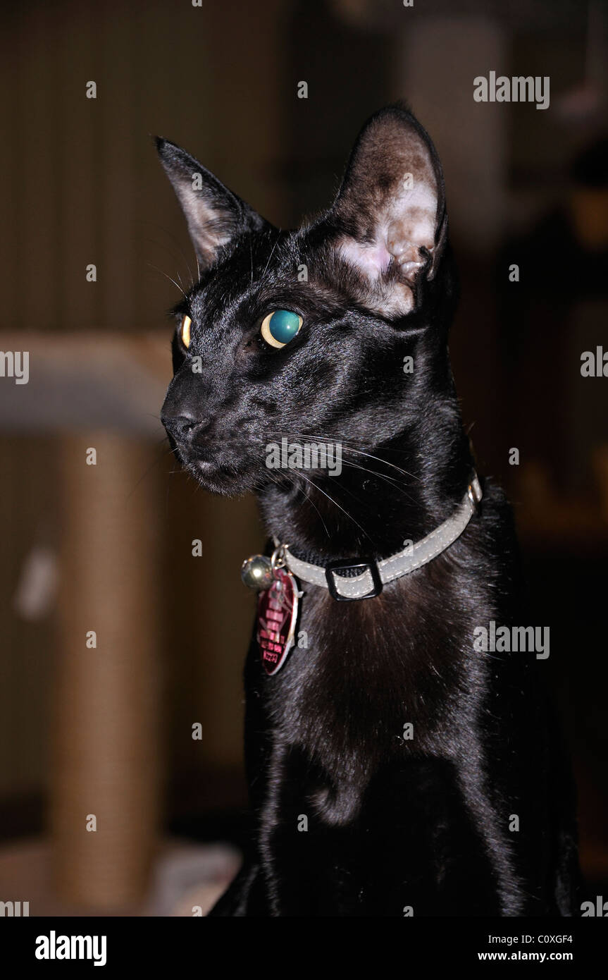 Black Oriental Shorthair cat - this cat is blind and has its retina missing Stock Photo