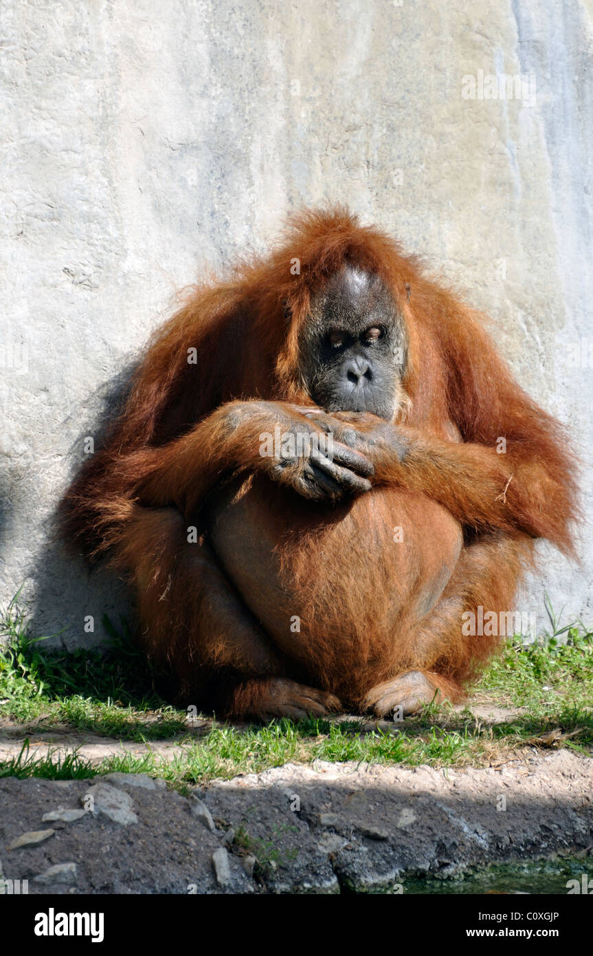 orangutan Stock Photo