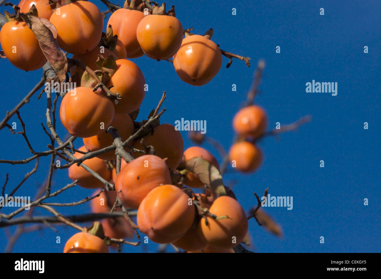 Close-up of persimmons on the tree in blue sky at autumn in Provence ( diospyros lotus), kakis sur un plaqueminier Stock Photo