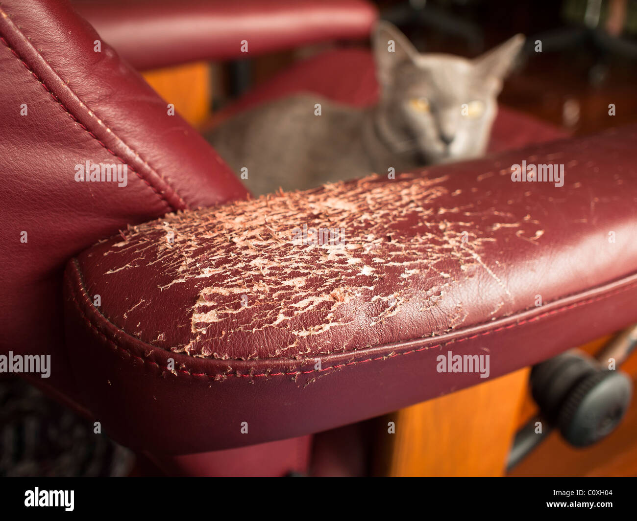 Scratched furniture, ripped off by a cat Stock Photo Alamy
