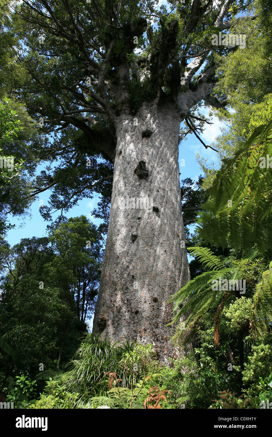 Giant tree in Waipoua forest New Zealand Tane Mahuta or God of the