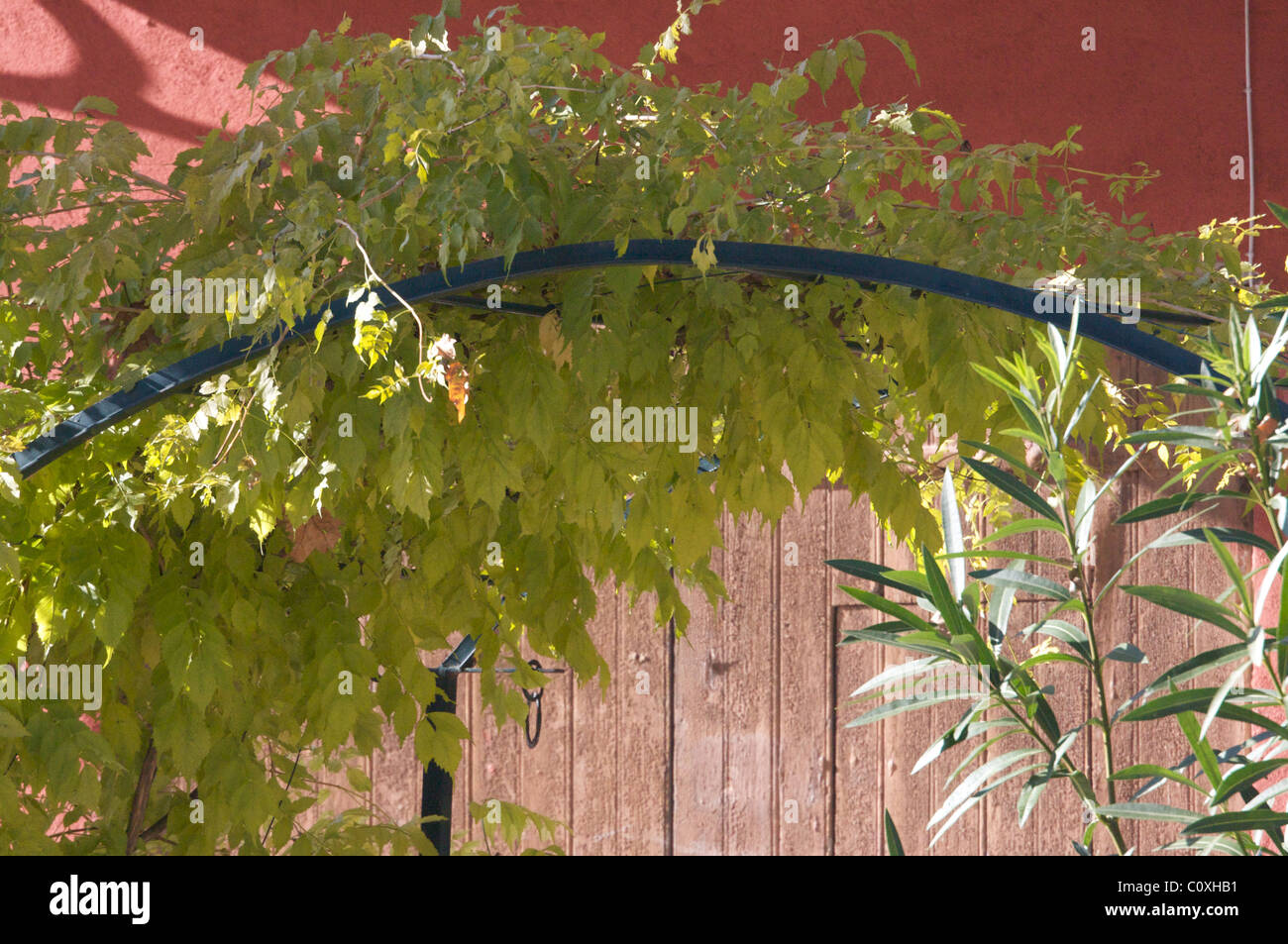 Climbing wisteria ahead of ocher wall in Provence at autumn Stock Photo