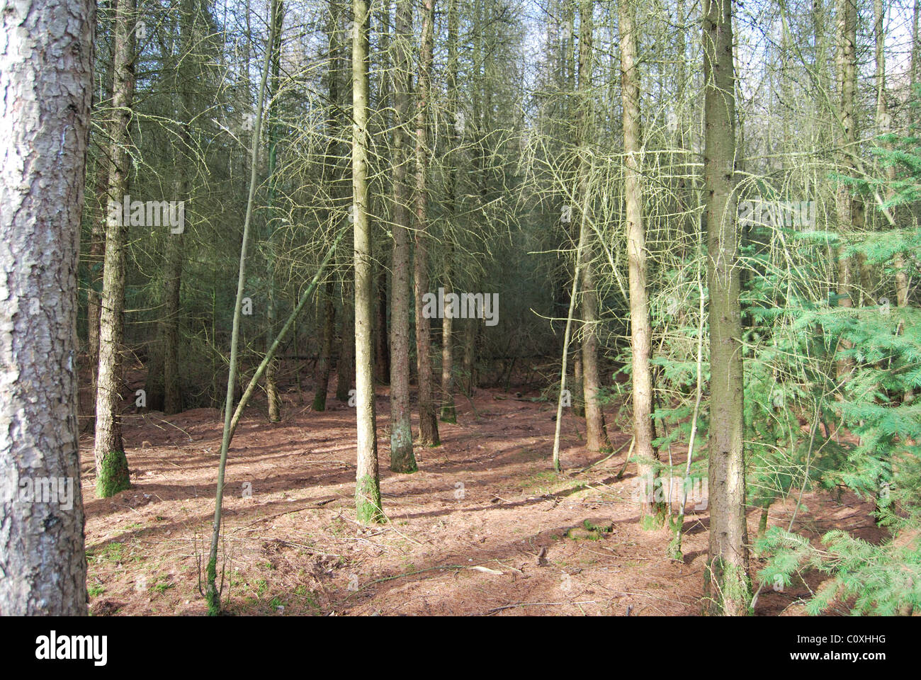 Harry woods hires stock photography and images Alamy