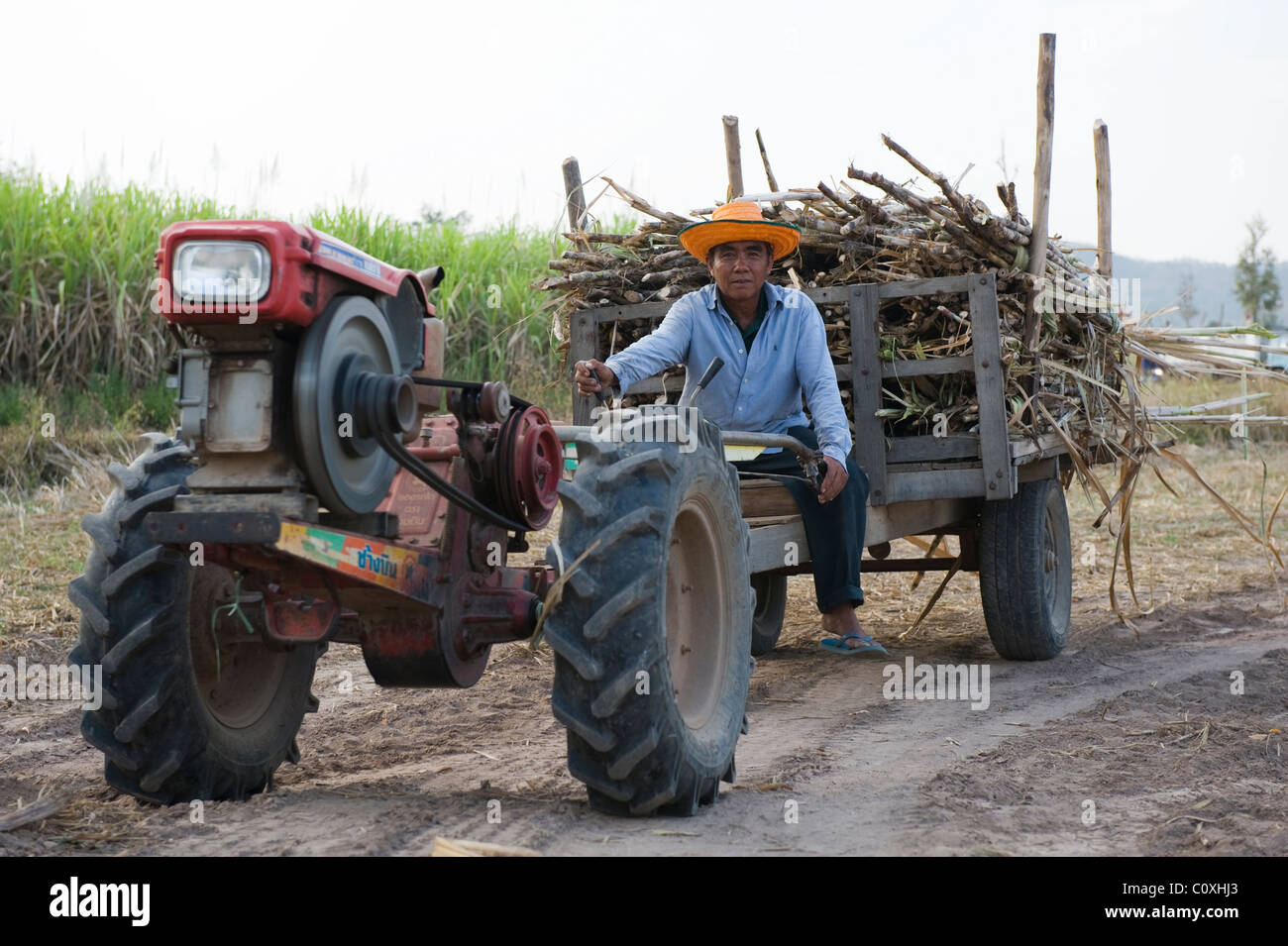 Farmer in Isan North East Thailand transporting his day's harvest of sugar cane to the local cooperative for weighing and sale. Stock Photo