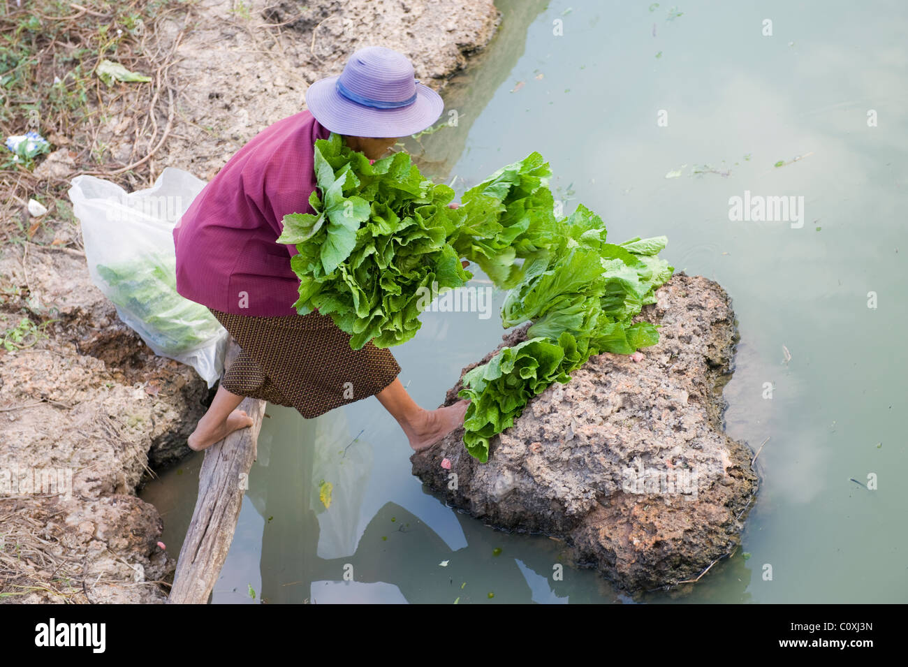 A poor rural farmer washing lettuce before taking it to sell at the local market. Stock Photo