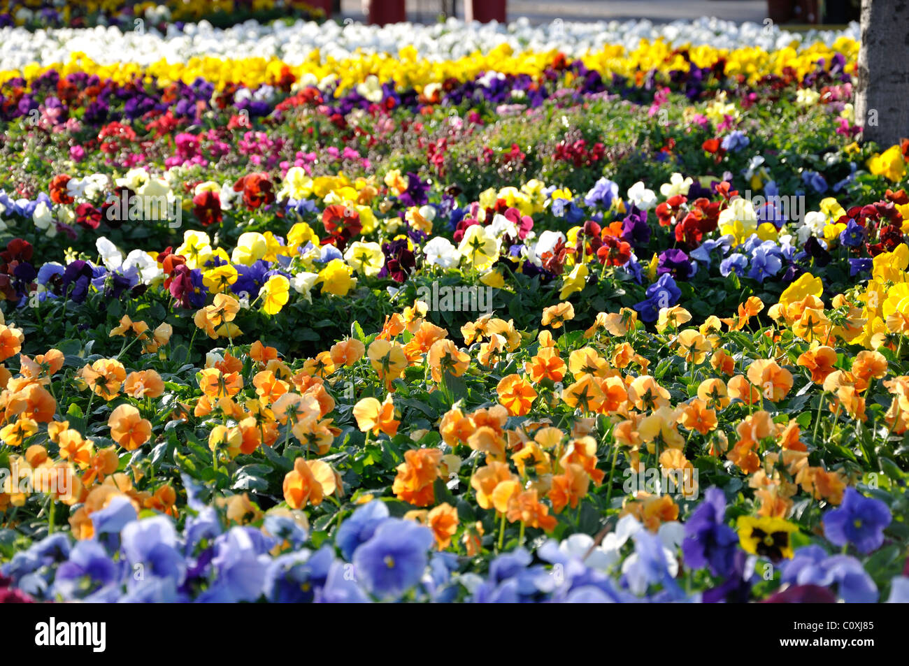 Pansies sale hires stock photography and images Alamy