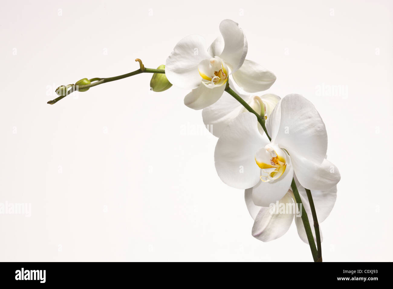Orchidee phalaenopsis amabilis hires stock photography and images Alamy