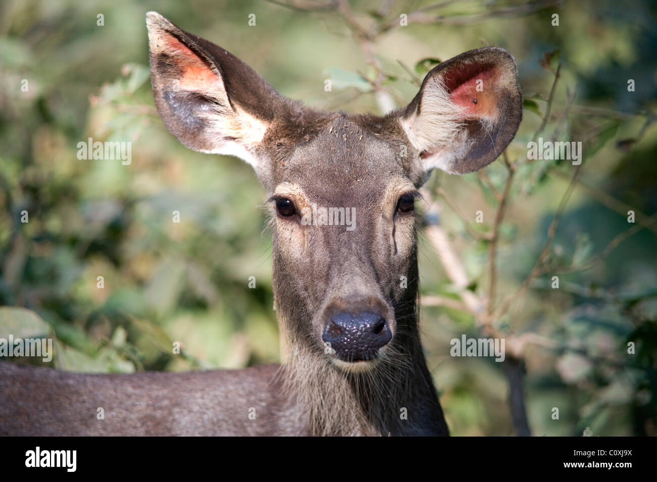 Sambar Deer Cervus unicolor India Stock Photo
