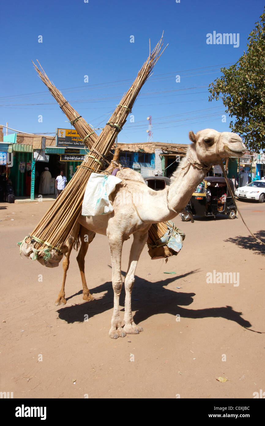 Carrying some items on the camel in Dongola city, Sudan Stock Photo