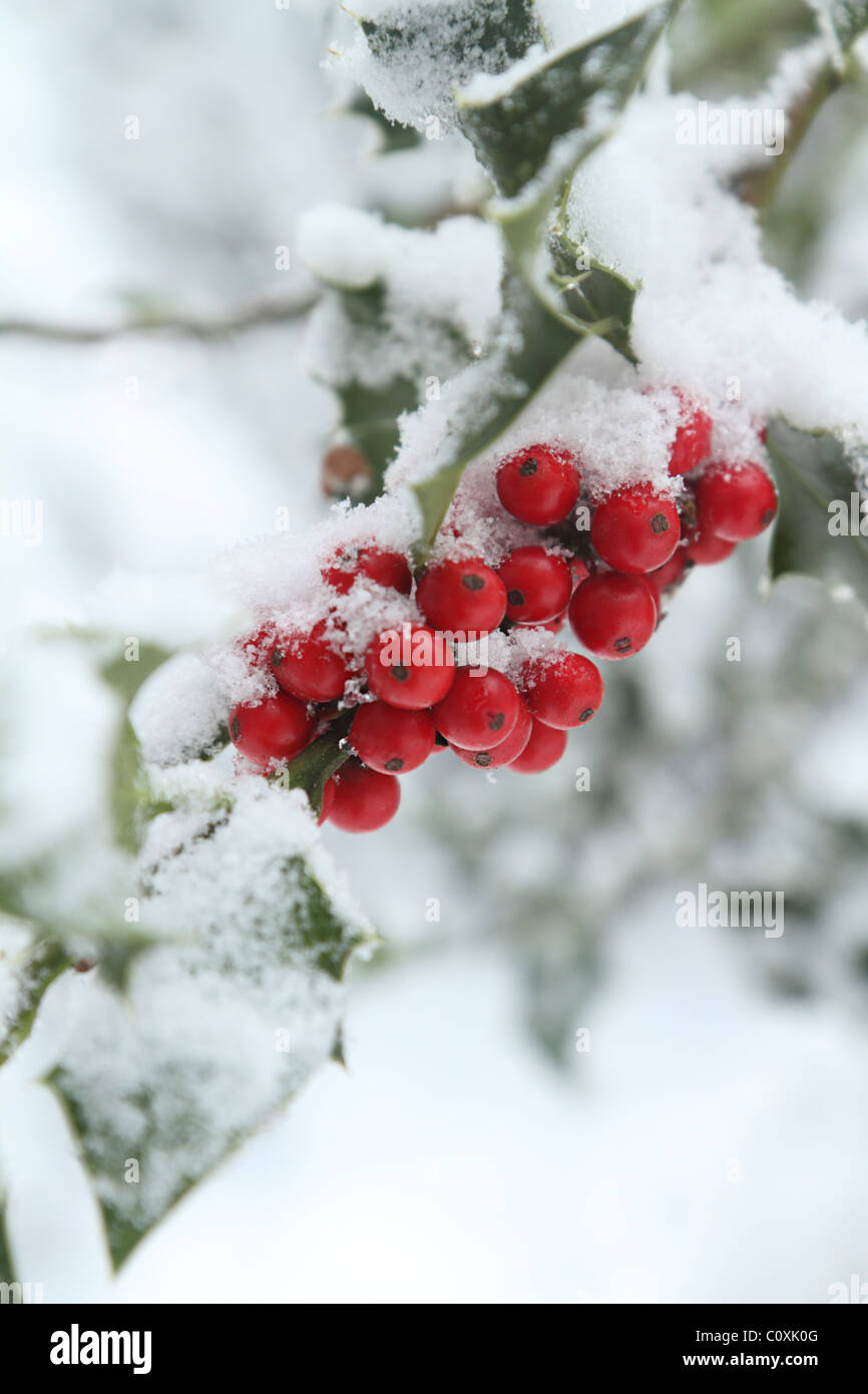 Red holly berries in snow Stock Photo - Alamy