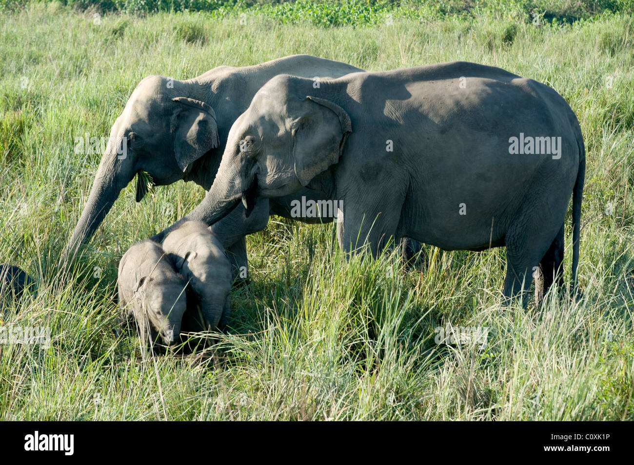 Asian Elephant family Elephas maximus with two young India Stock Photo