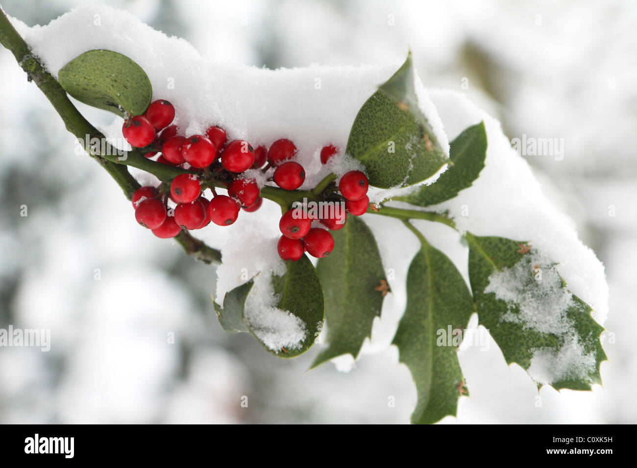 Red holly berries in snow Stock Photo - Alamy